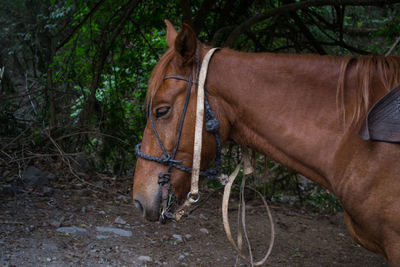 Close-up of a horse on field