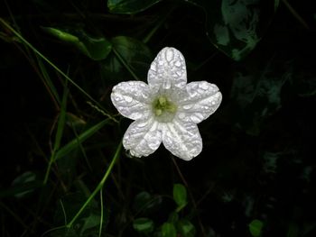 High angle view of wet white flowering plant