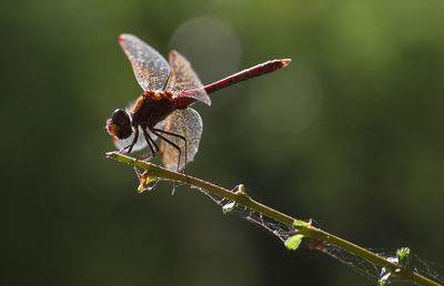 Close-up of dragonfly on plant