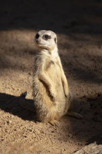 Meerkat looking away 