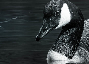 Close-up of swan swimming in lake