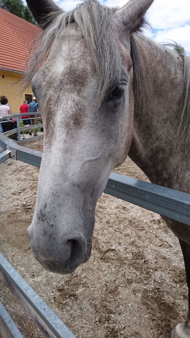 domestic animals, animal themes, mammal, livestock, animal head, animal body part, close-up, herbivorous, portrait, bridle, day, part of, focus on foreground, outdoors, no people, animal, snout