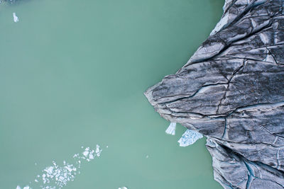 Close-up of leaf floating on water