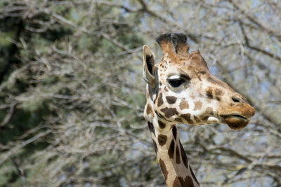 Portrait of giraffe