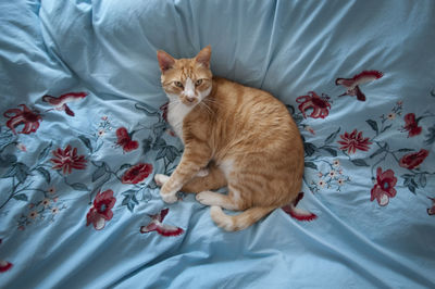 High angle view of cat on bed