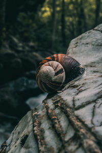 Close-up of snail on wood