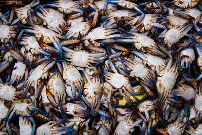 Food is selling at alexandria, a lot for crabs, pattern.