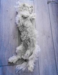 High angle view of dog relaxing on floor