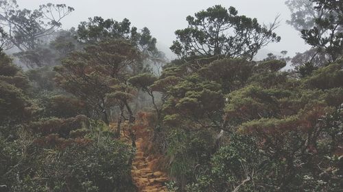 Trees in forest