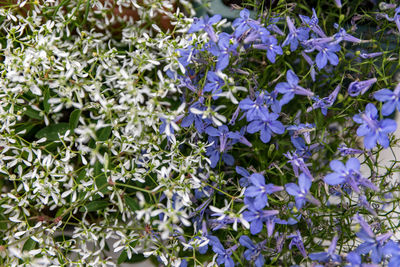 Close-up of purple flowering plants