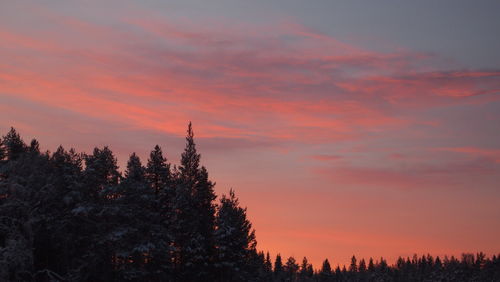 Trees in forest against sky at sunset