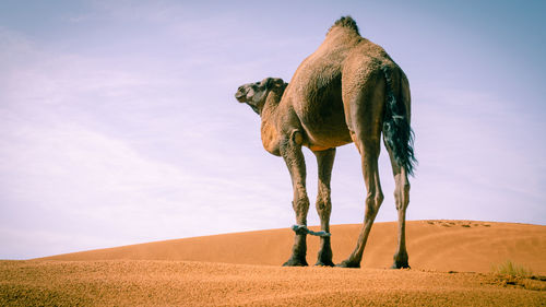 Caravan of camels in merzouga sahara desert on morocco ,dromedary camel in sahara desert,