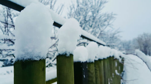 Close-up of snow on tree against sky