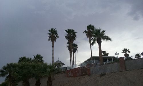 Low angle view of palm trees against sky