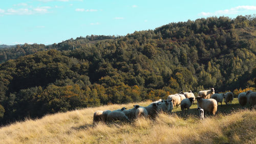 Horses in a field