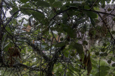 Close-up of tree branches