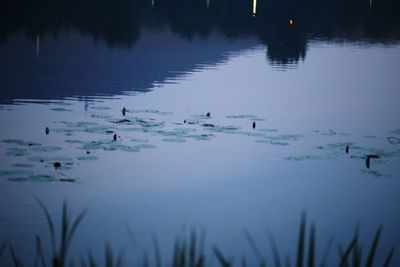 Ducks swimming in lake