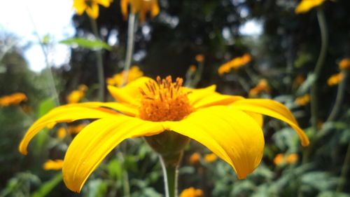 Close-up of yellow flower