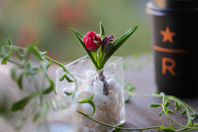 Close-up of tulip flower on the table 