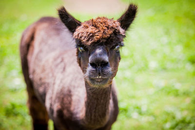 Close-up portrait of a dog