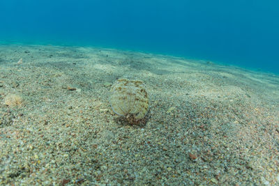 View of fish underwater