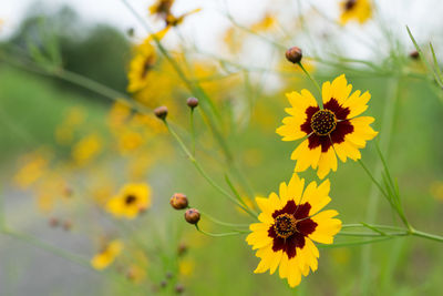 Close-up of yellow flowers blooming outdoors