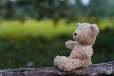 Close-up of teddy bear on log