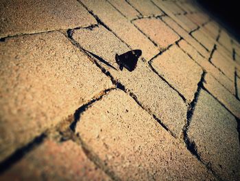 High angle view of lizard on paving stone