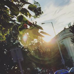 Low angle view of plants against sky