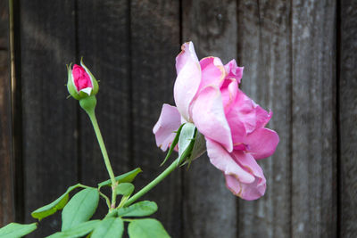 Close-up of pink rose