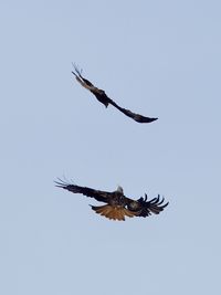 Low angle view of bird flying against clear sky