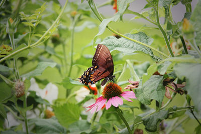 Close-up of butterfly pollinating on fresh flower