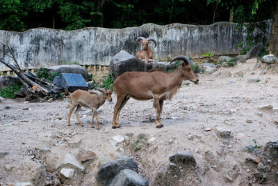 Horses standing in the ground