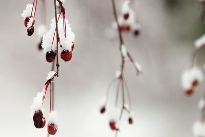 Close-up of snow covered berries hanging outdoors
