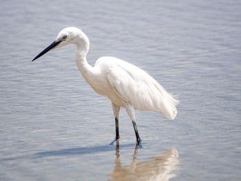 Side view of a bird in lake