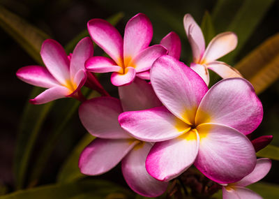 Close-up of pink frangipani flowers