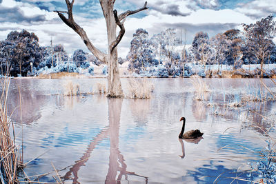 View of birds in lake