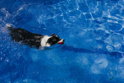 High angle view of dog swimming in pool