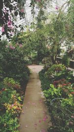 View of footpath along plants in park