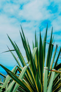 Low angle view of plants growing on field against sky