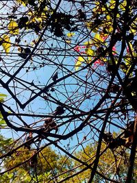 Low angle view of tree against sky