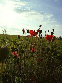 Plants growing on field