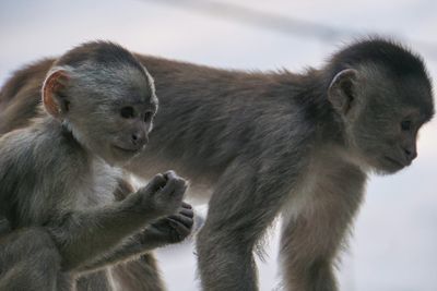 Close-up of monkey