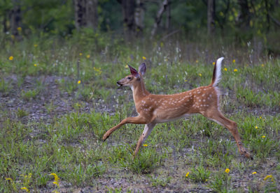 Deer standing on field