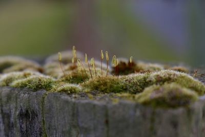 Close-up of plants and moss on rock formation