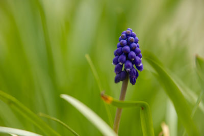 Close-up of purple flowering plant on field