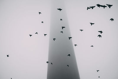 Low angle view of birds flying in sky