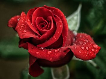 Close-up of wet red rose