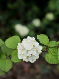 Close-up of white flowering plant