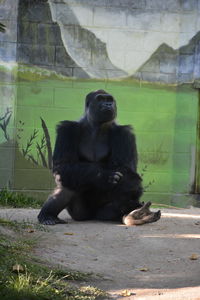 Black sitting on stone at zoo